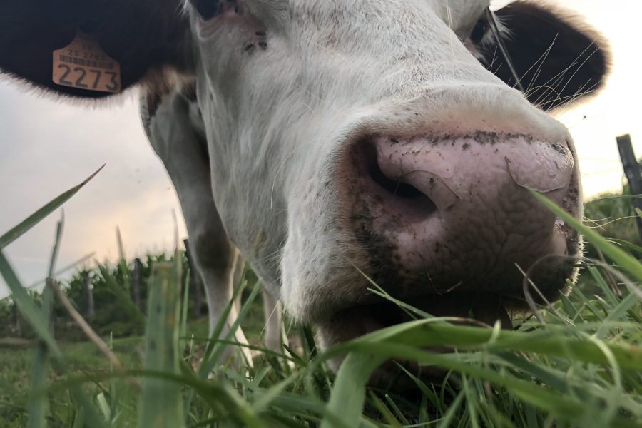 Close up of, The Montbeliarde cow is a breed of red pied dairy cattle, standing in field in Doubs, Bourgogne, Franche-Comte region of eastern France, Europe