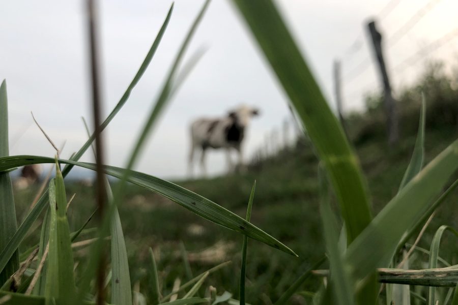 The Montbeliarde cow is a breed of red pied dairy cattle, standing in field in Doubs, Bourgogne, Franche-Comte region of eastern France, Europe